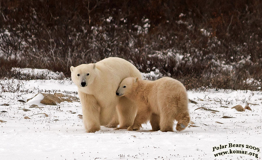 polar bear pictures mom cub 2