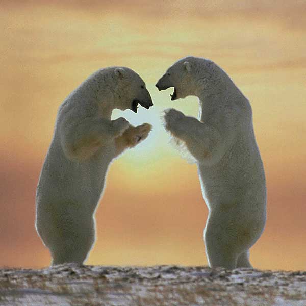 polar bears standing
