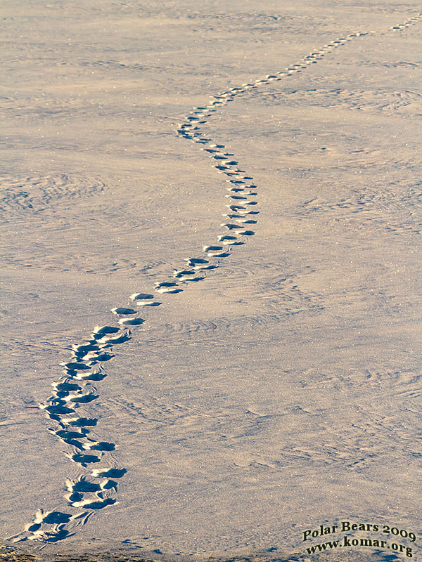 churchill polar bear tracks 1