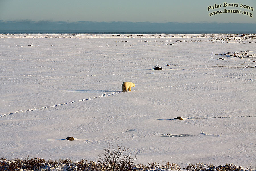 churchill polar bear tracks 2