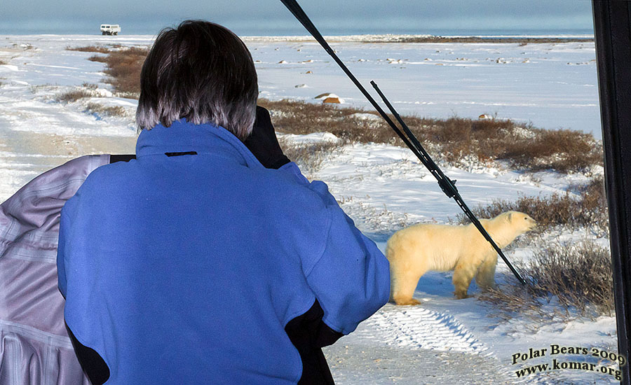 polar rover bears up close