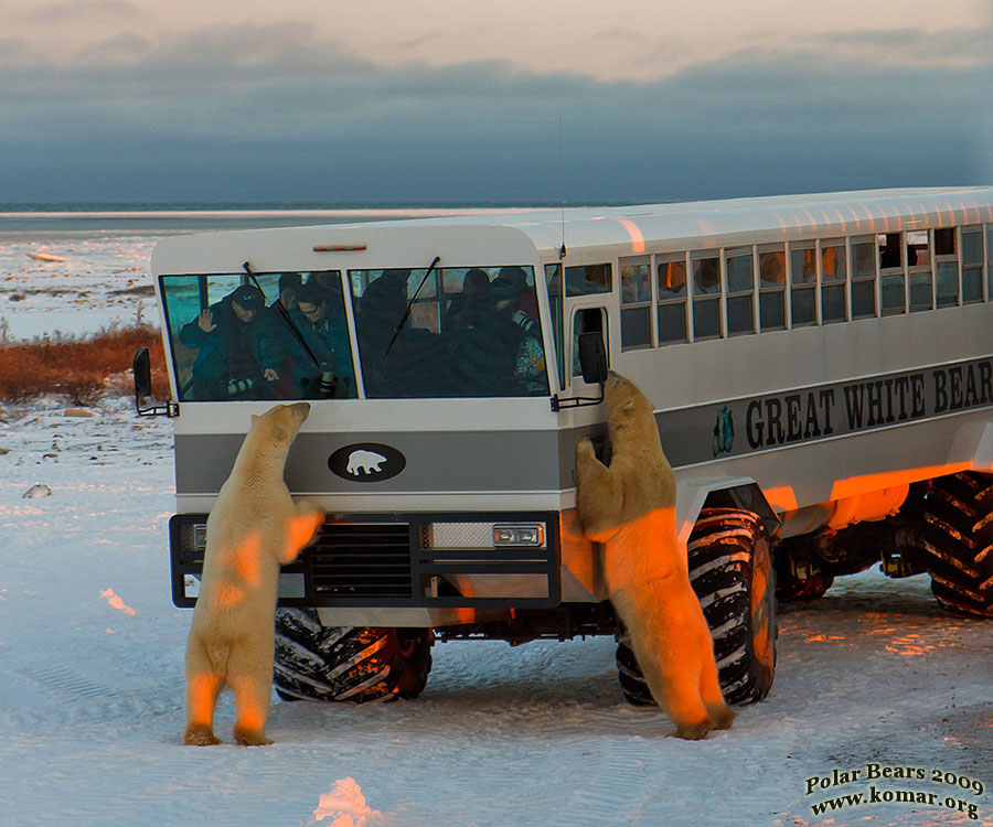 polar rover bears up close