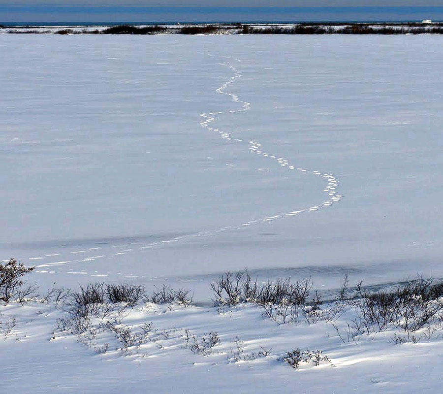 churchill polar bear tracks danielle