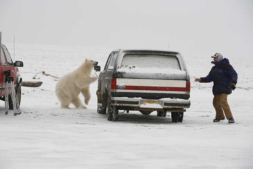 polar bear tag