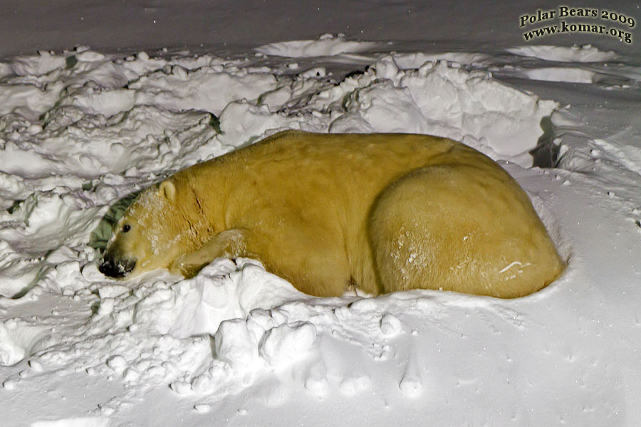 churchill polar bear tundra lodge brake lights