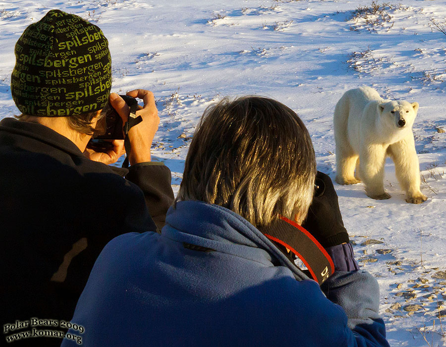 churchill polar bear tundra lodge k9