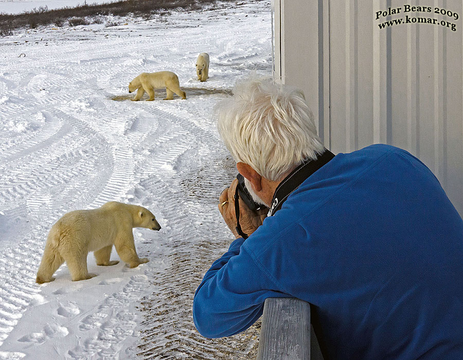 churchill tundra lodge polar bear picture