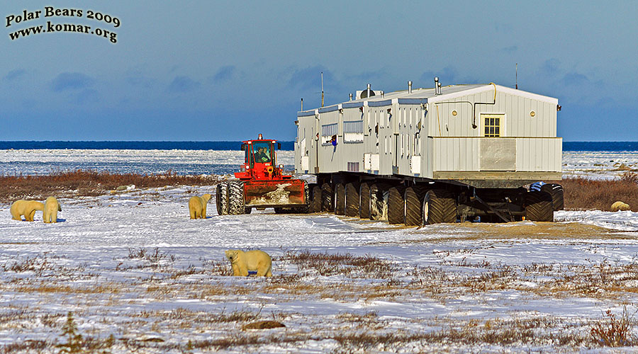 churchill polar bear tundra lodge tractor