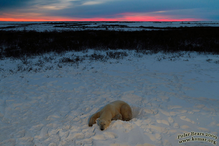 churchill polar bear tundra lodge sleep