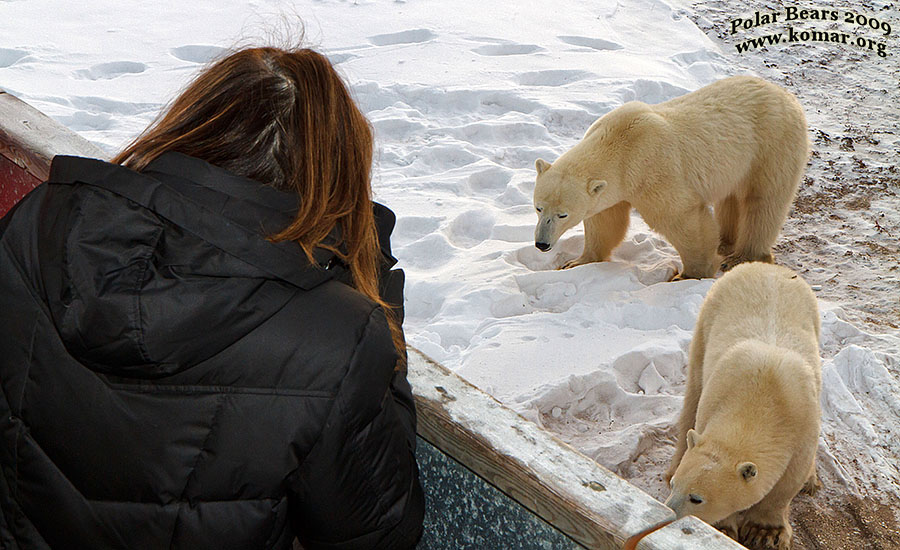 churchill polar bear tundra lodge n6