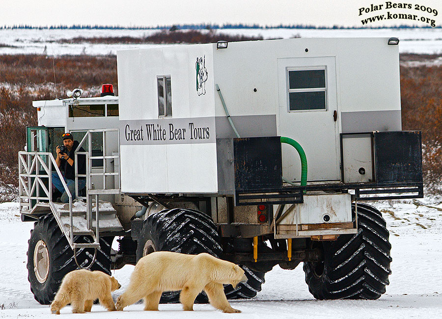 churchill polar bear tundra lodge n9