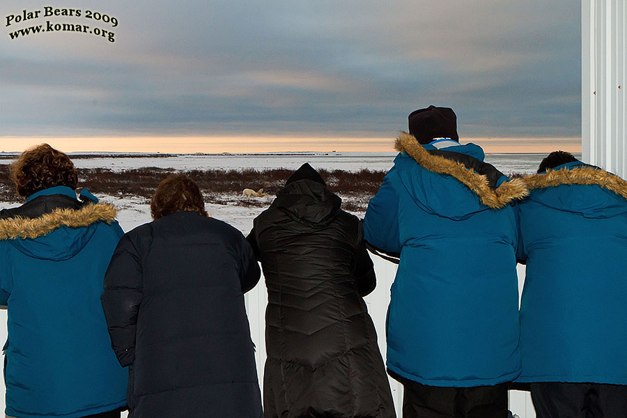 churchill polar bear tundra lodge o1