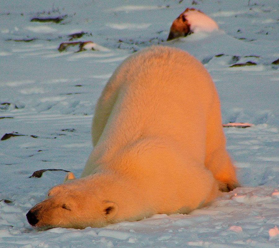 churchill polar bear tundra lodge sunrise sleeping