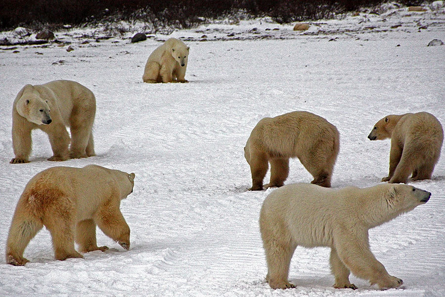 churchill polar bear tundra lodge rumble