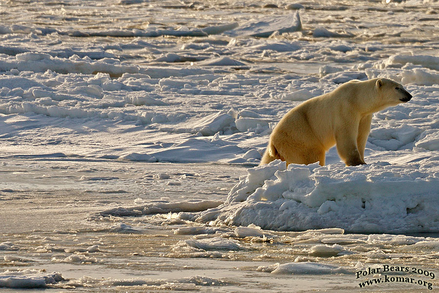 Churchill Polar Bears Walking 2