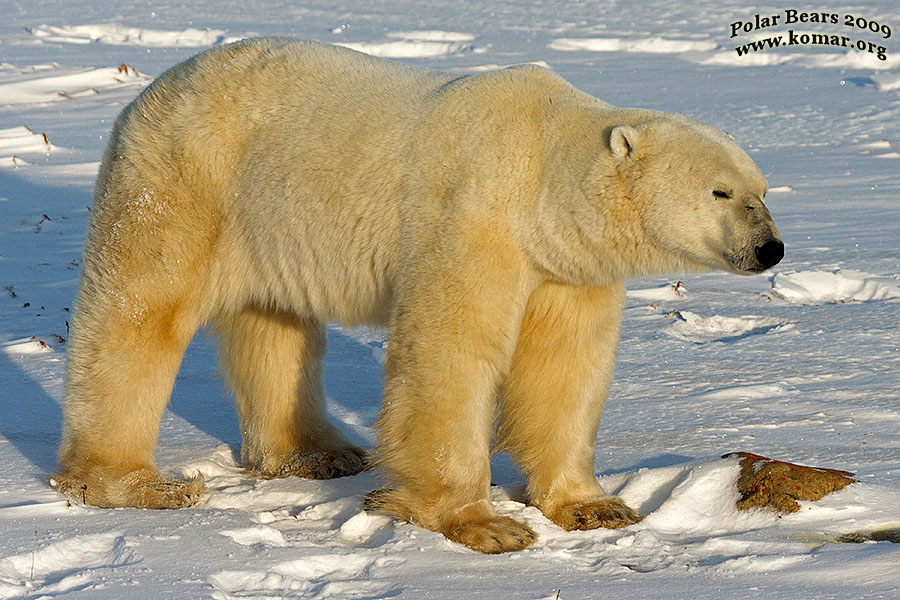 Churchill Polar Bears Walking 1