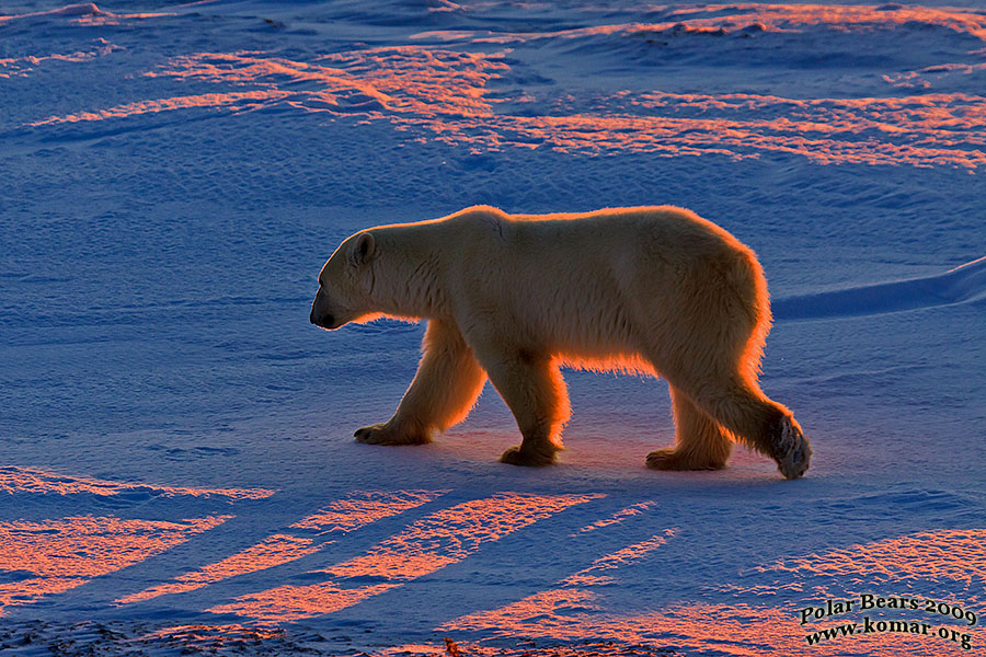 Churchill Polar Bears walking at sunset