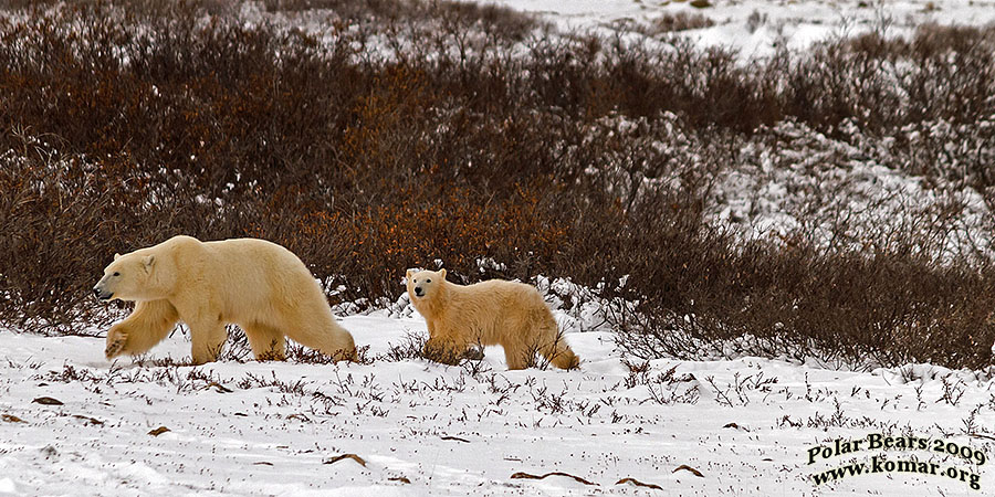 Churchill Polar Bears walking mom cub