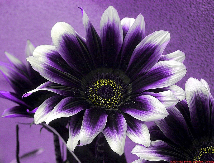 ultra violet flowers