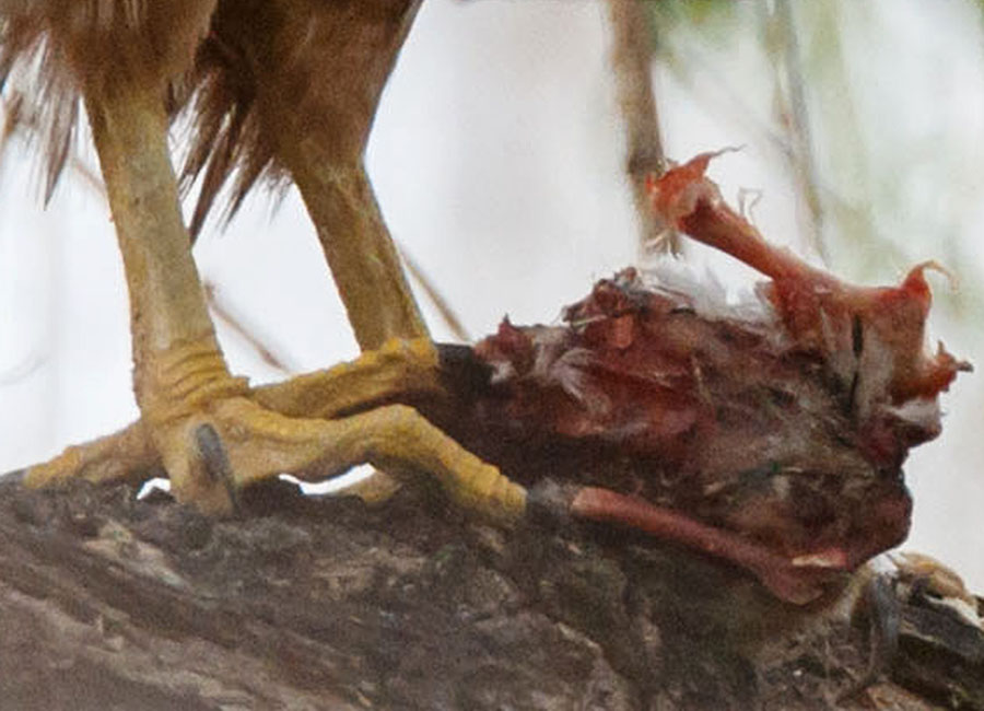 colorado coopers hawk KFC dinner