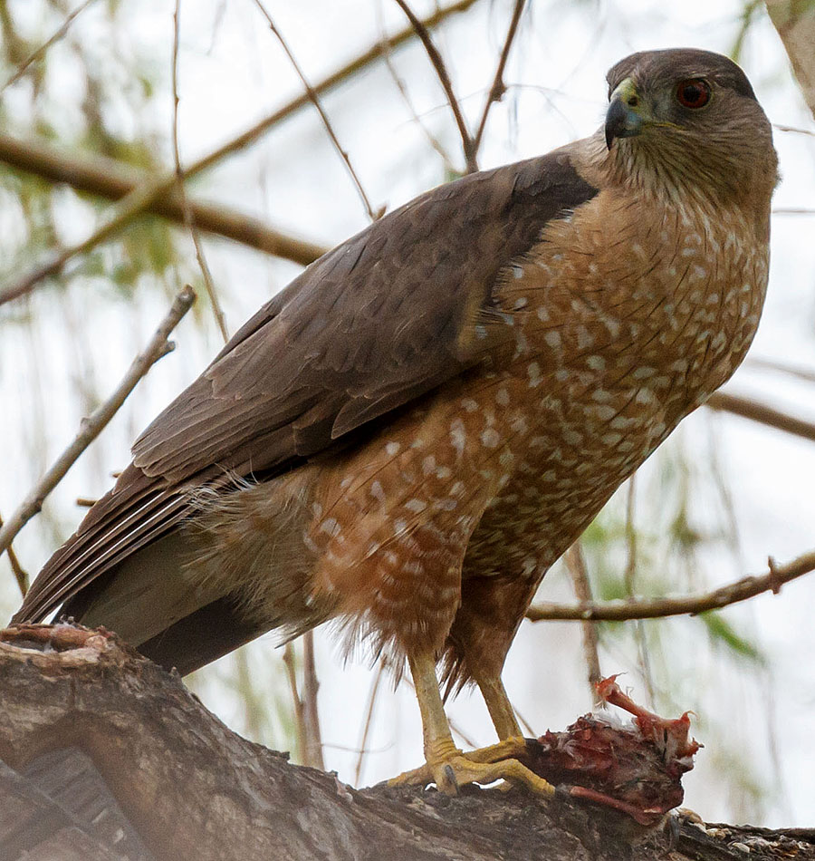 colorado coopers hawk a