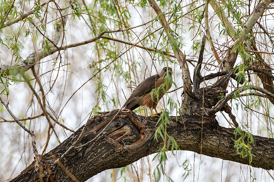 colorado coopers hawk full frame