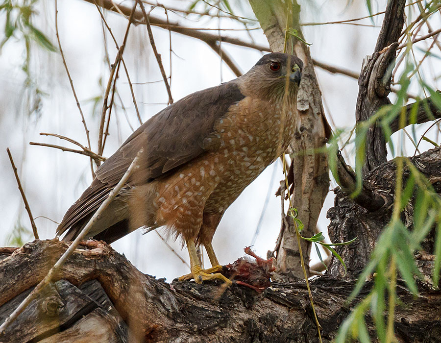 colorado coopers hawk more dinner