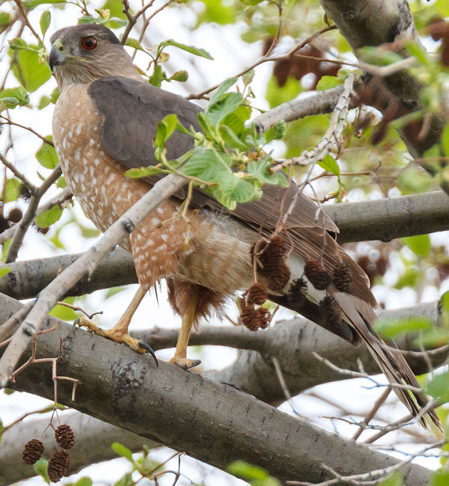 colorado coopers hawk closeup 1 