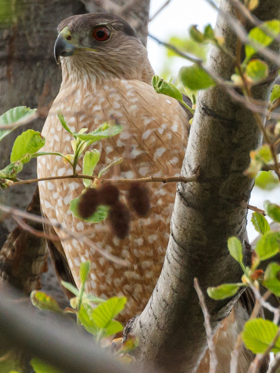 colorado coopers hawk closeup 2