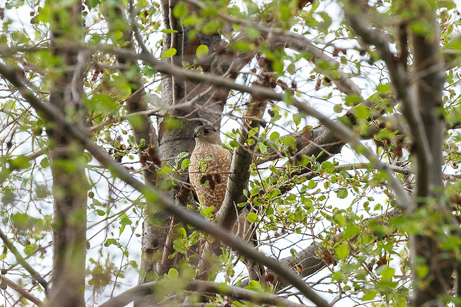 colorado coopers hawk other tree