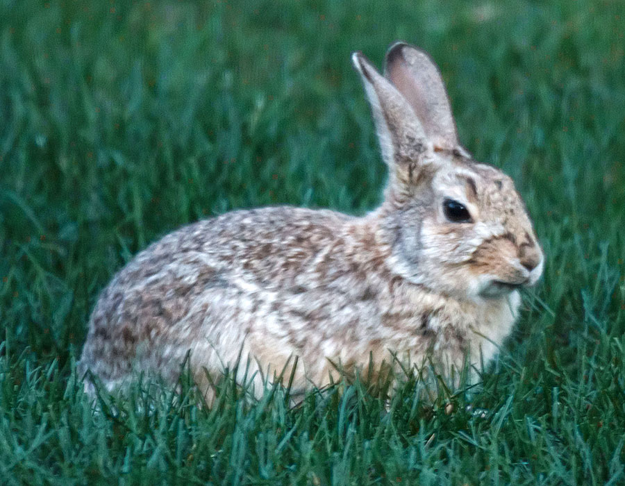 rabbit eating