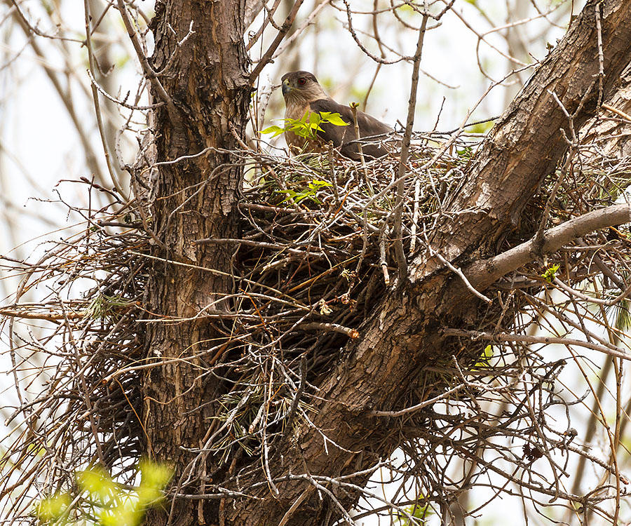 cooper's hawk on nest