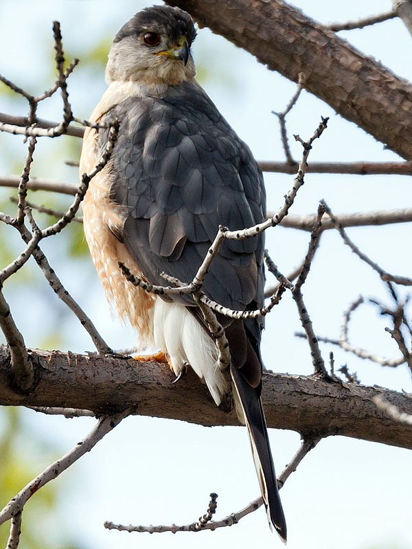 cooper's hawk perched May 12th