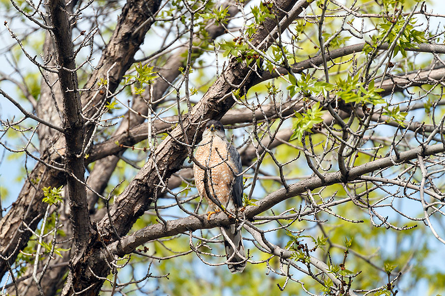 cooper's hawk tough sight lines