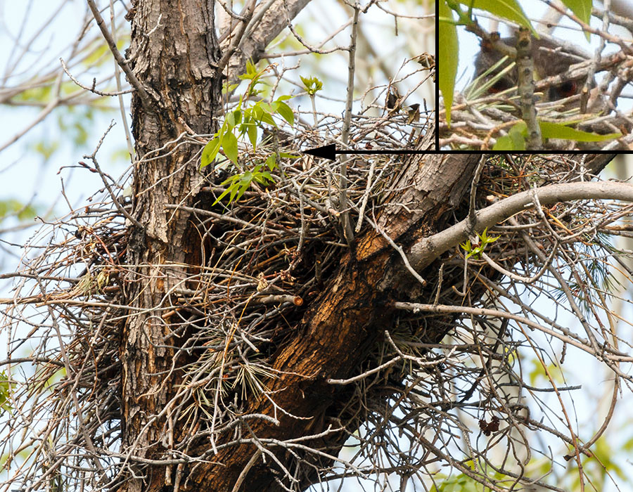 colorado coopers hawk nest with mom