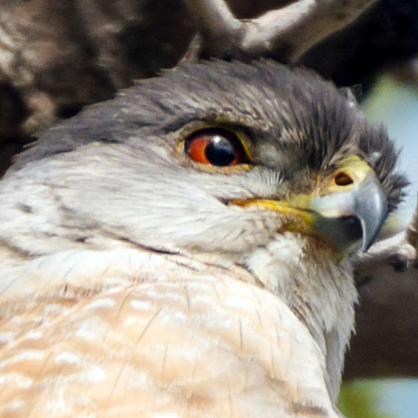 colorado coopers hawk pixel closeup