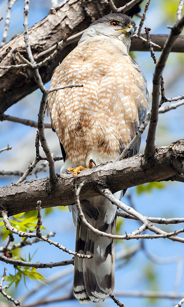 cooper's hawk closeup