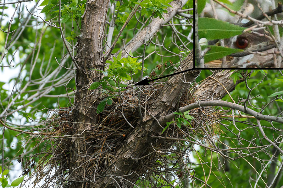 lafayette colorado coopers hawk nest with mom