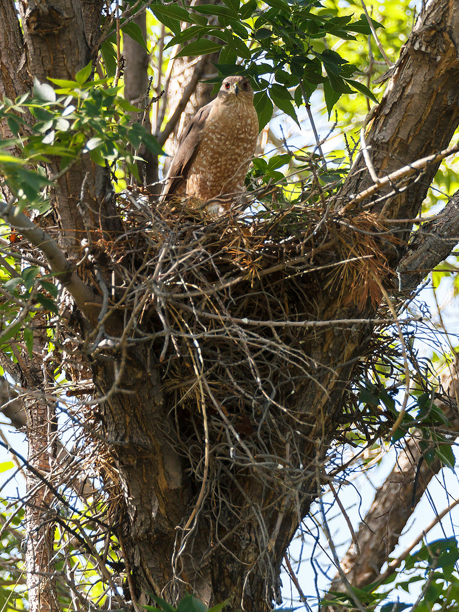 lafayette colorado coopers hawk perched on nest