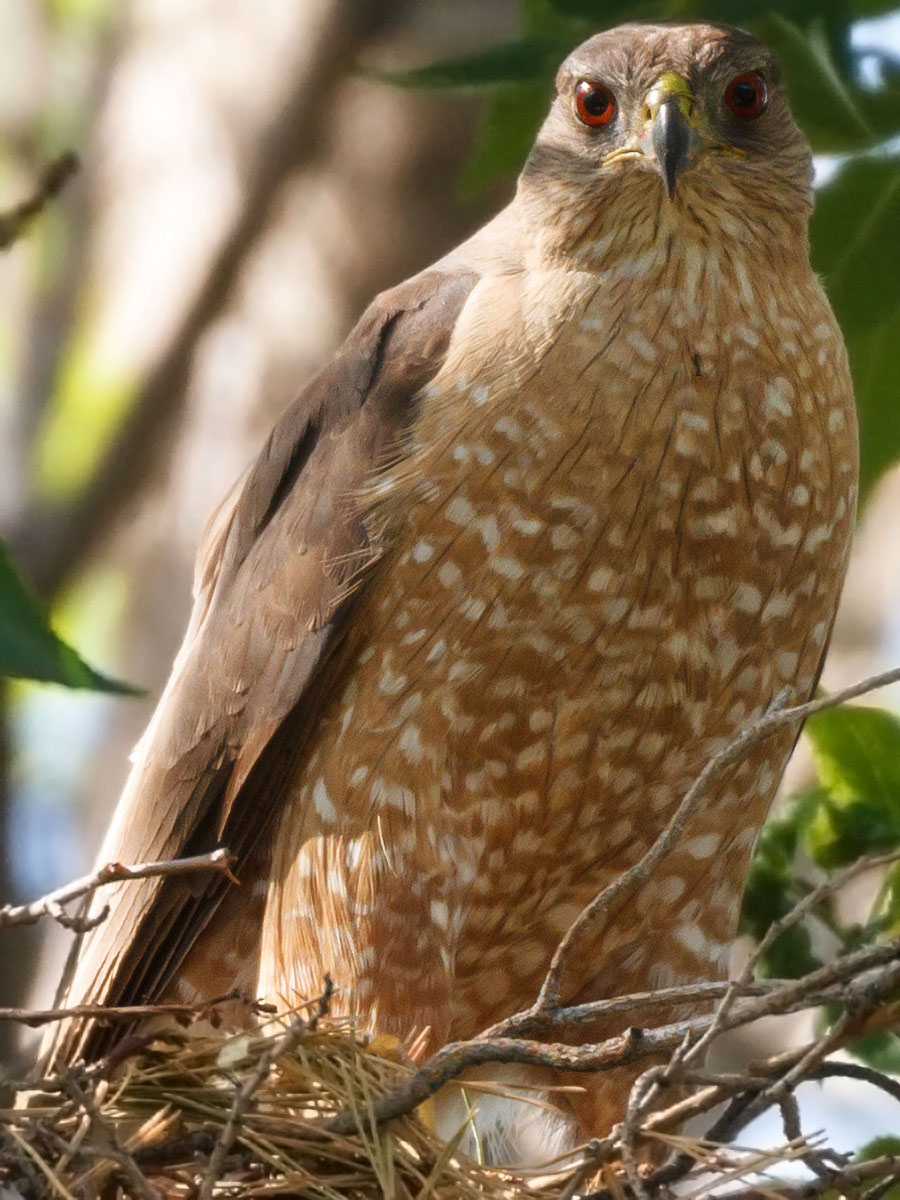 lafayette colorado coopers hawk perched on nest