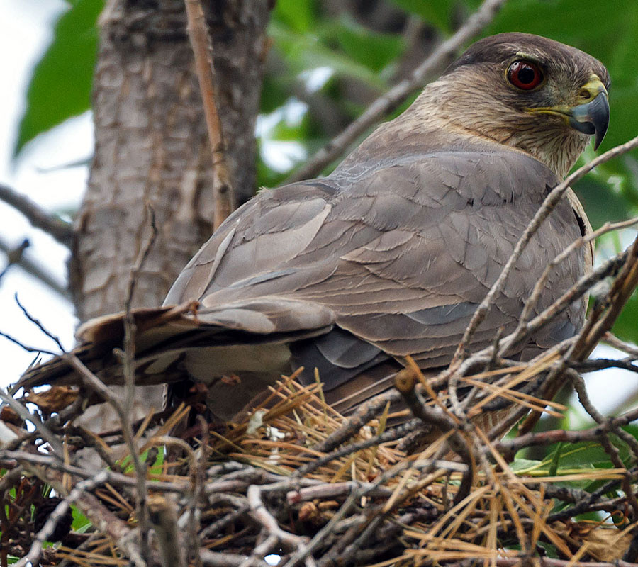 cooper's hawk adult on nest