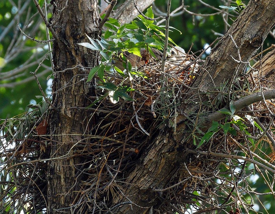 cooper's hawk chicks side