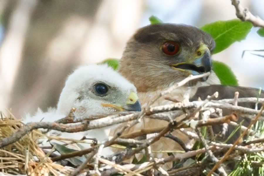 cooper's hawk chicki mom chilling