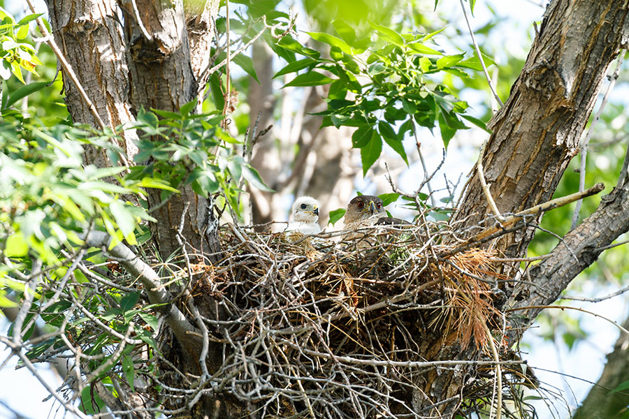 cooper's hawk chicks front