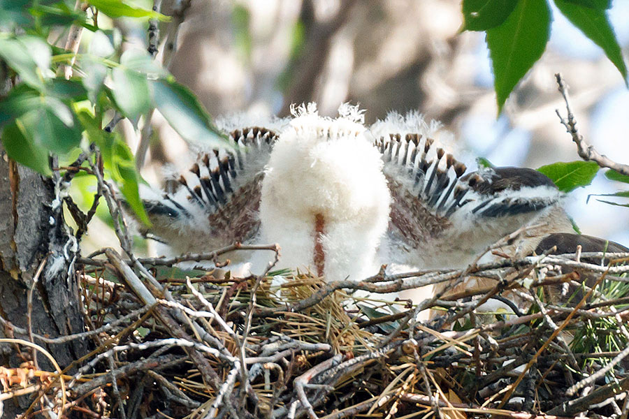 cooper's hawk chicks pooping