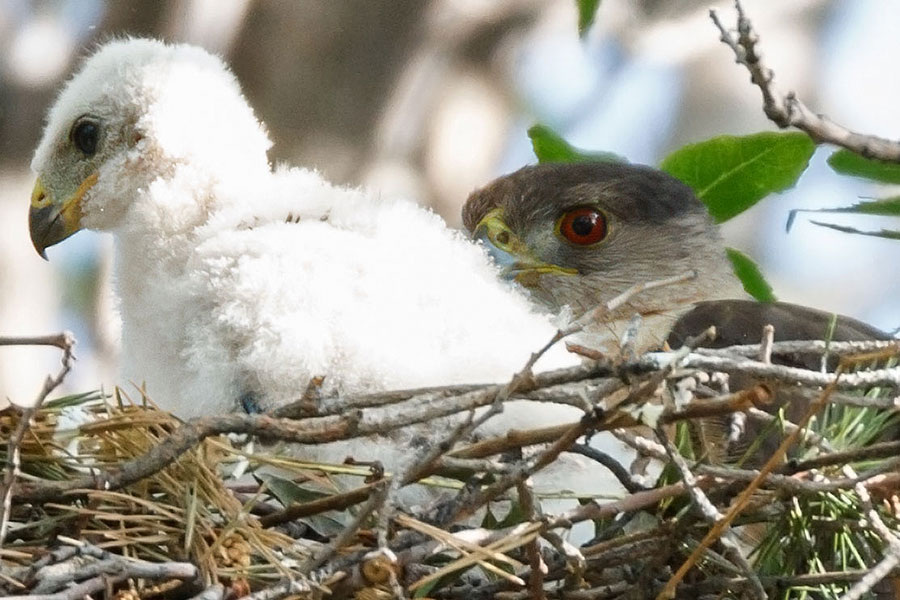 cooper's hawk chick mom