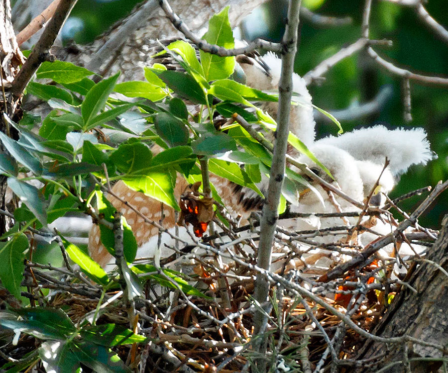 cooper's hawk chicks action