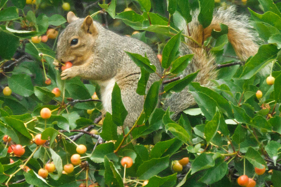 squirrel in cherry tree closeup