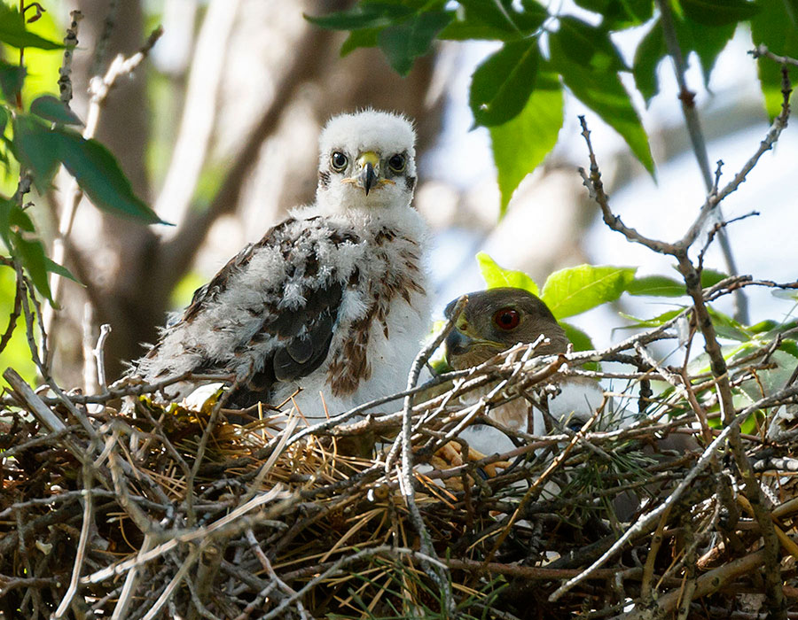 cooper's hawk chick profile