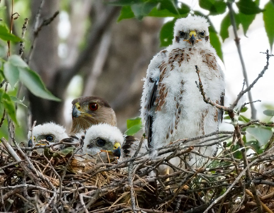 colorado coopers hawk three chicks